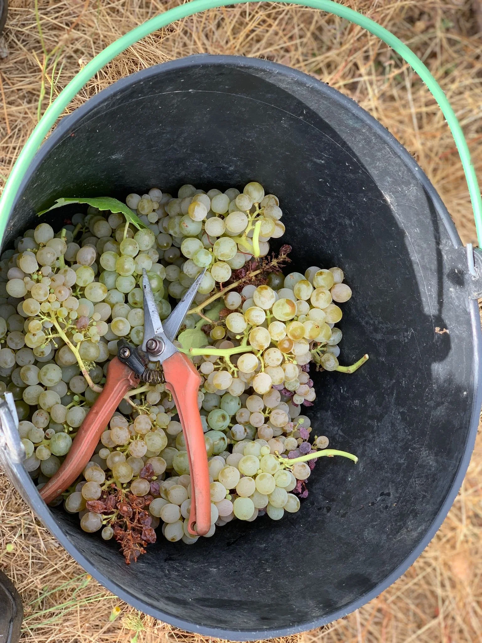 Some of the first Godello of 2025 