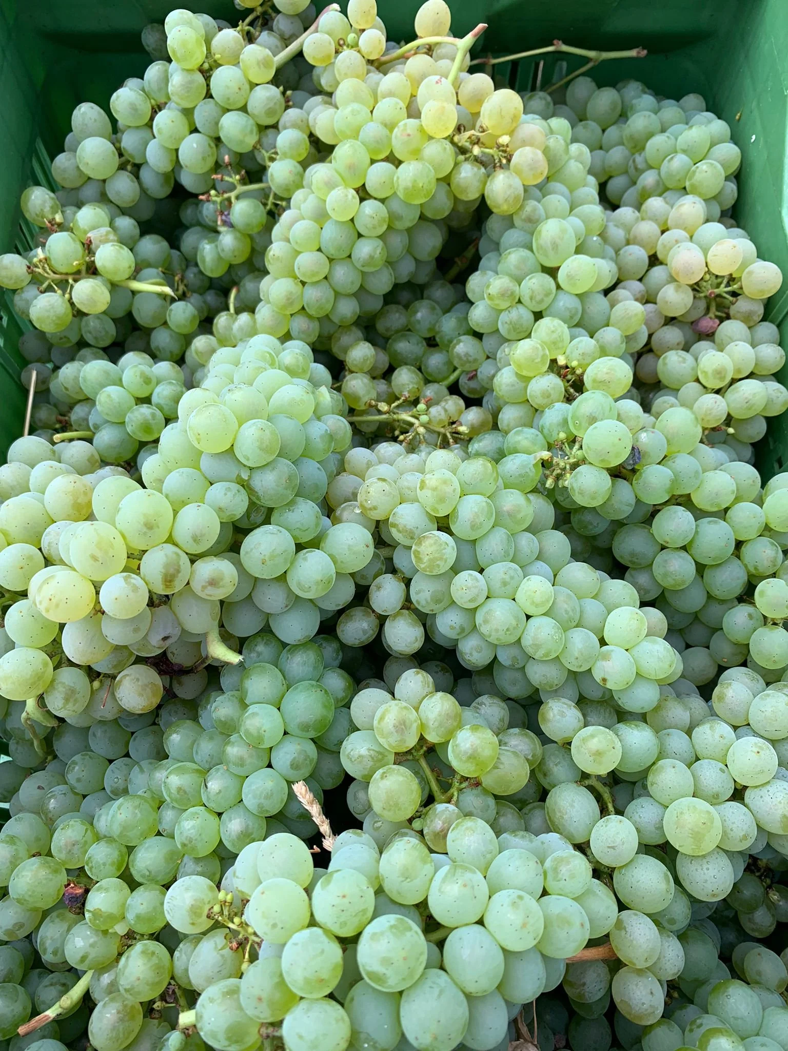 Some of the first Godello of 2025