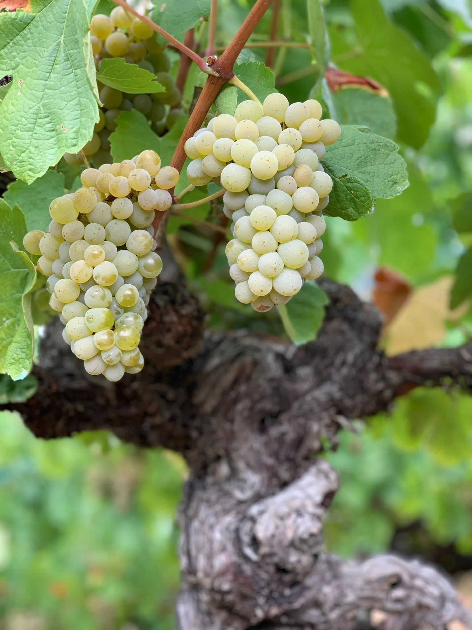 Some of the first Godello of 2025