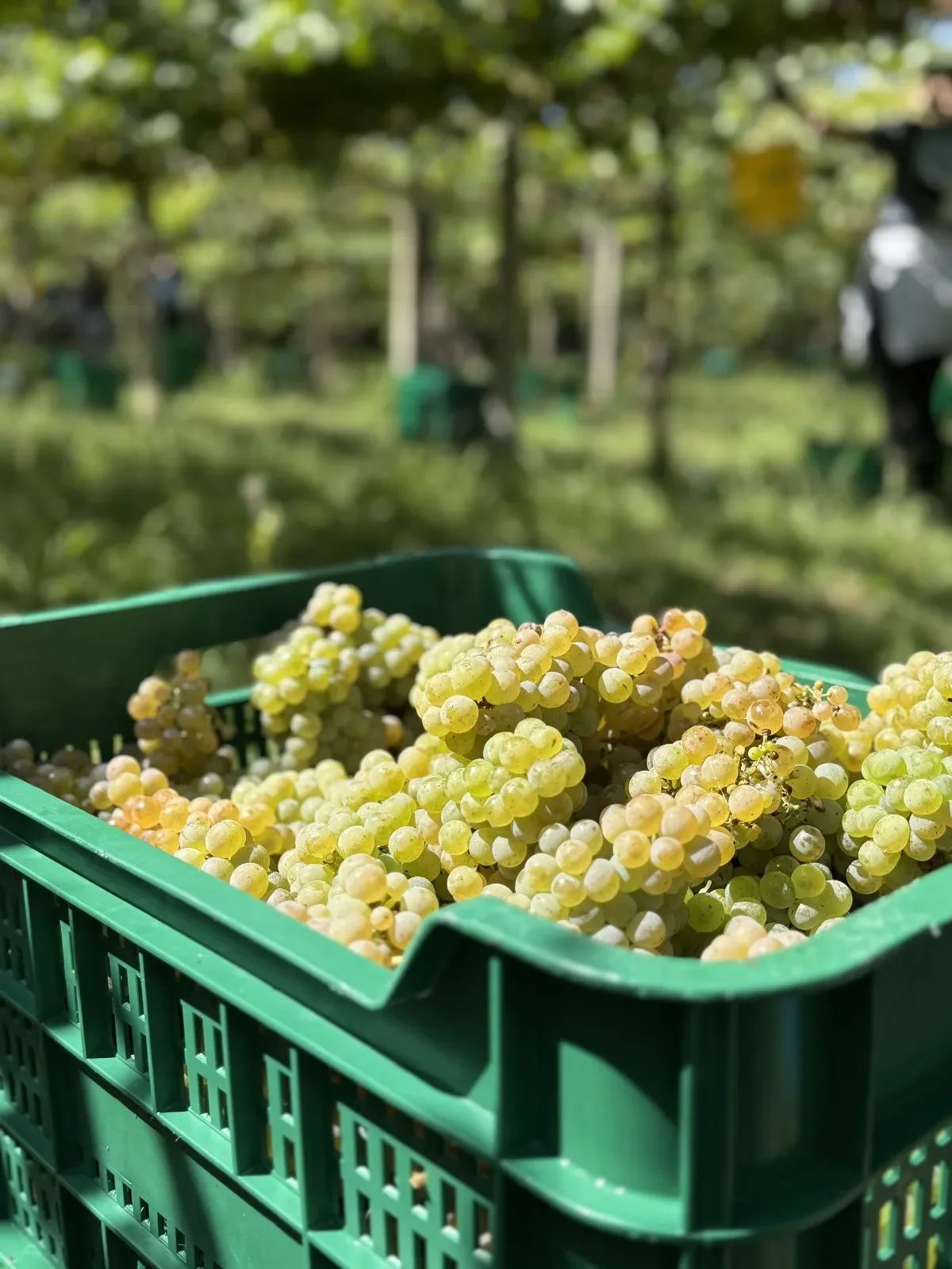 Encarna Méndez, Bodegas Gerardo Méndez