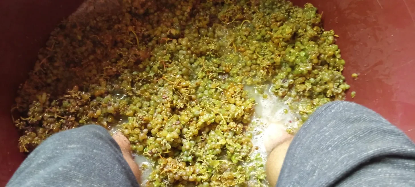 Harvest 2025 Totals 75.8 Million Kilos, One of the Most Abundant in Galicia’s History