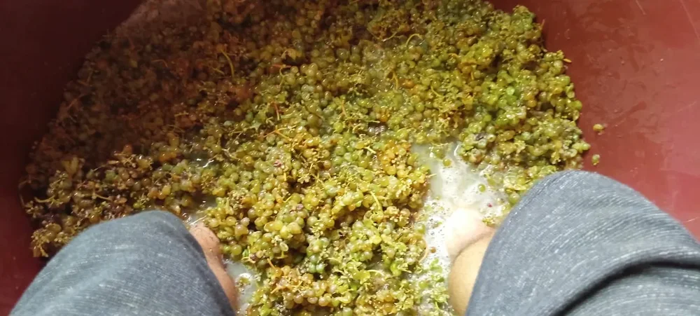 Juan Chamorro, Cazapitas