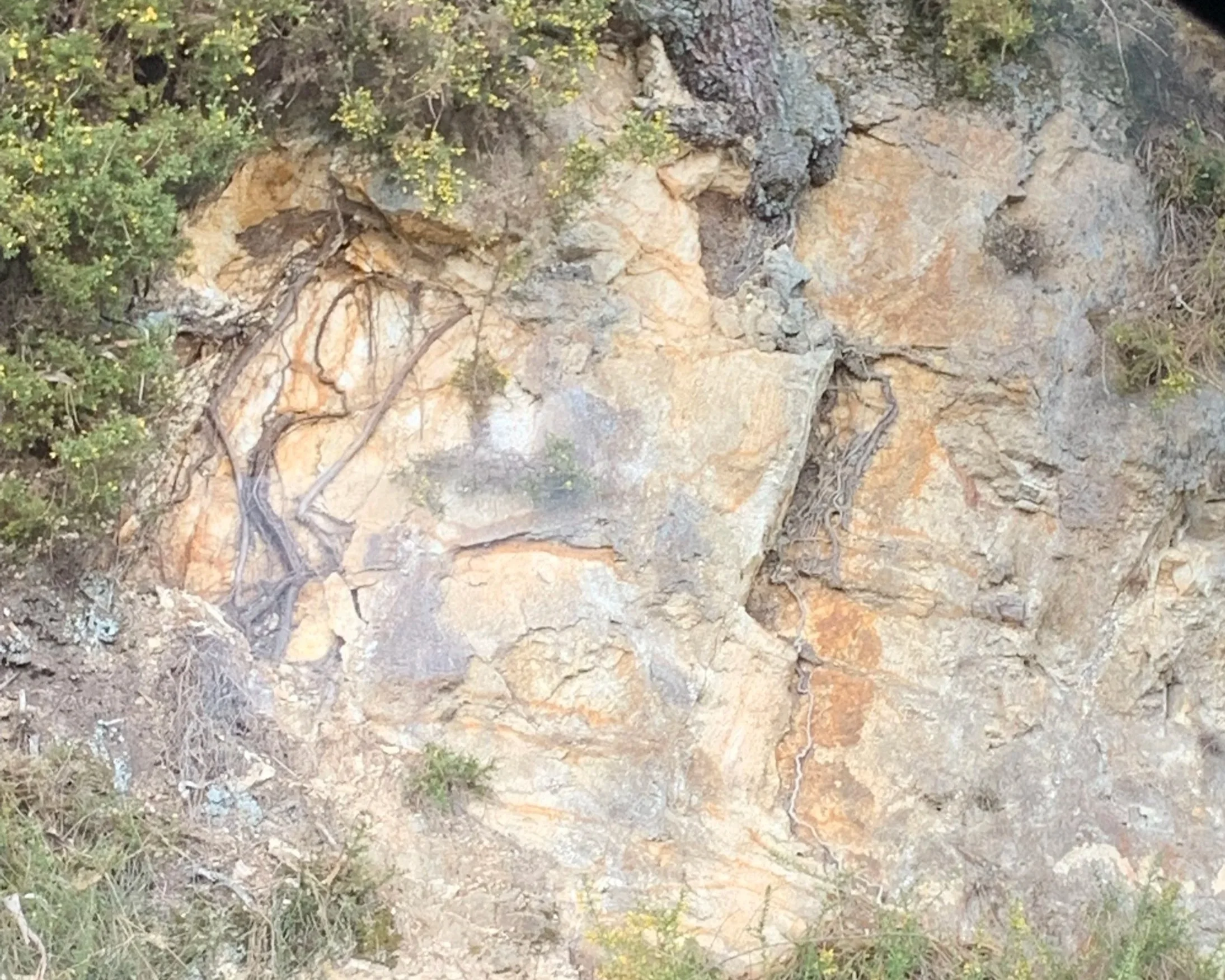 Roots growing out of the rock