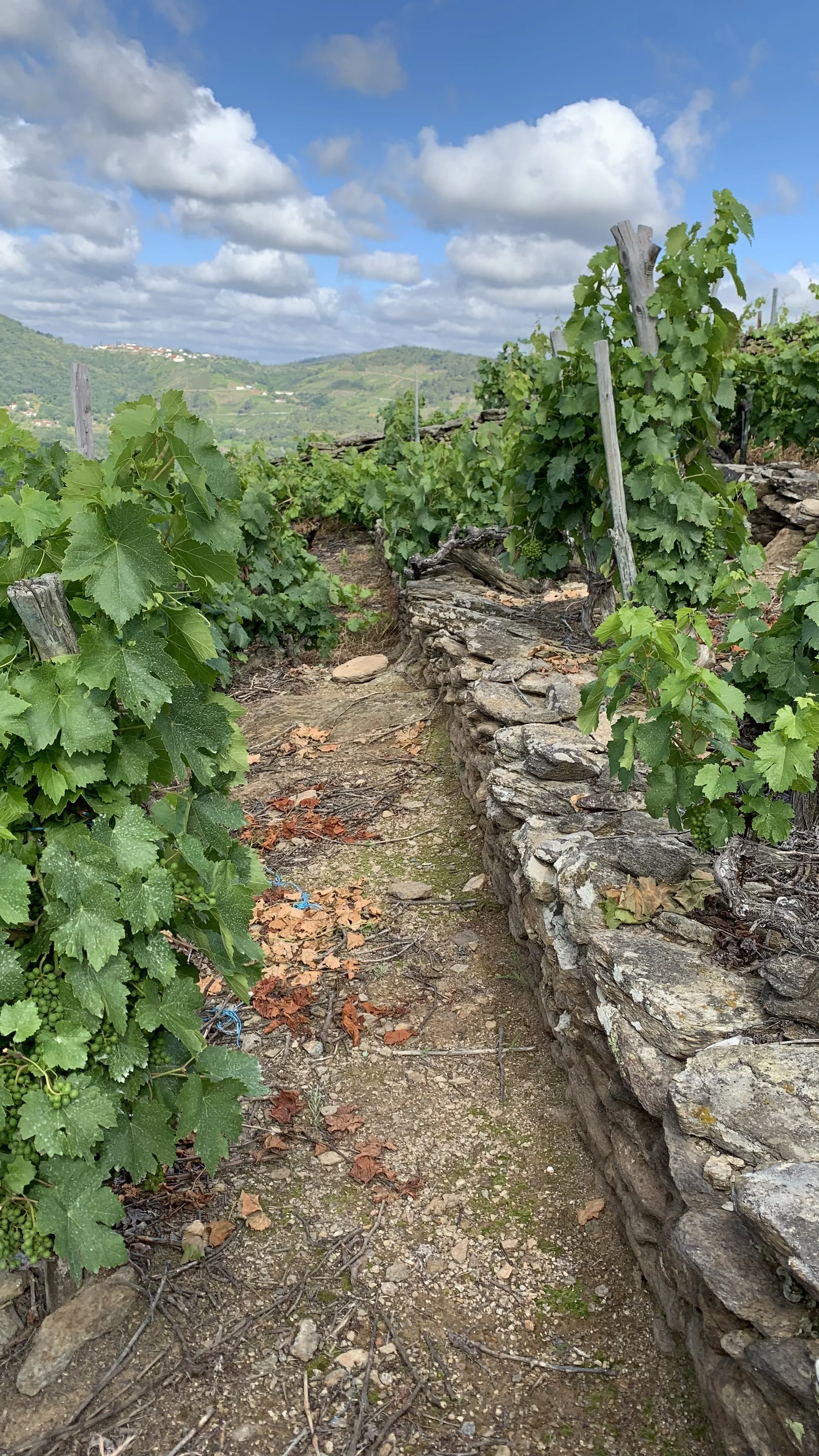 A conventionally-farmed vineyard