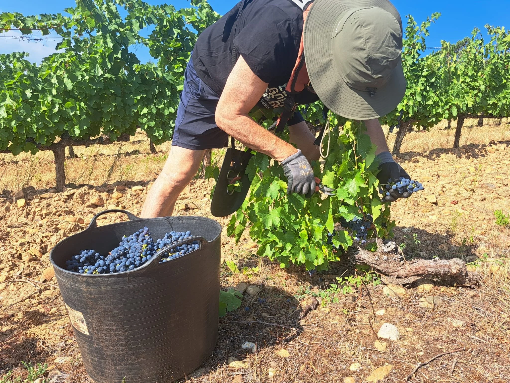 Harvesting Mencía - by Santi Pérez