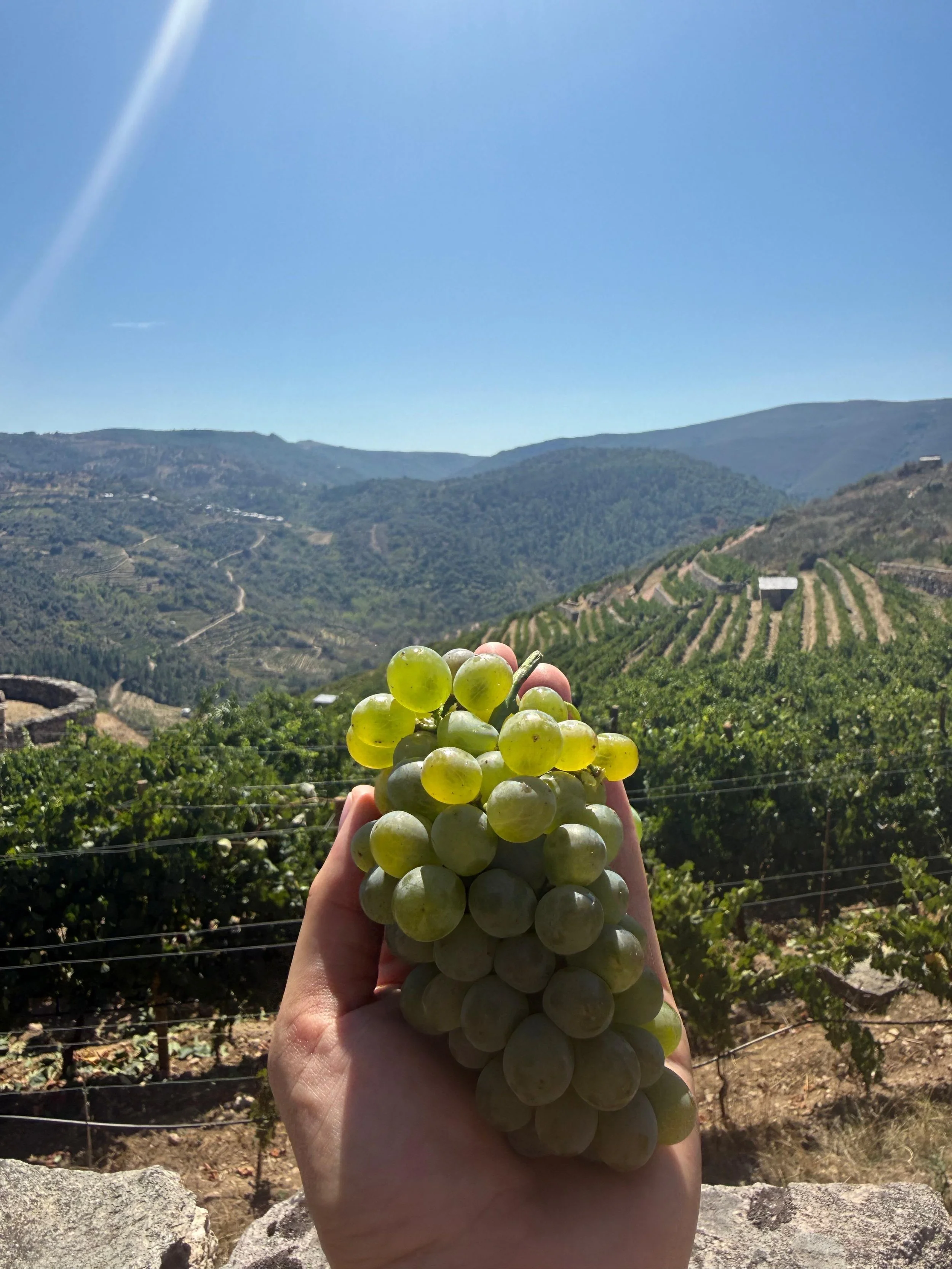 Godello - Bodegas Rafael Palacios