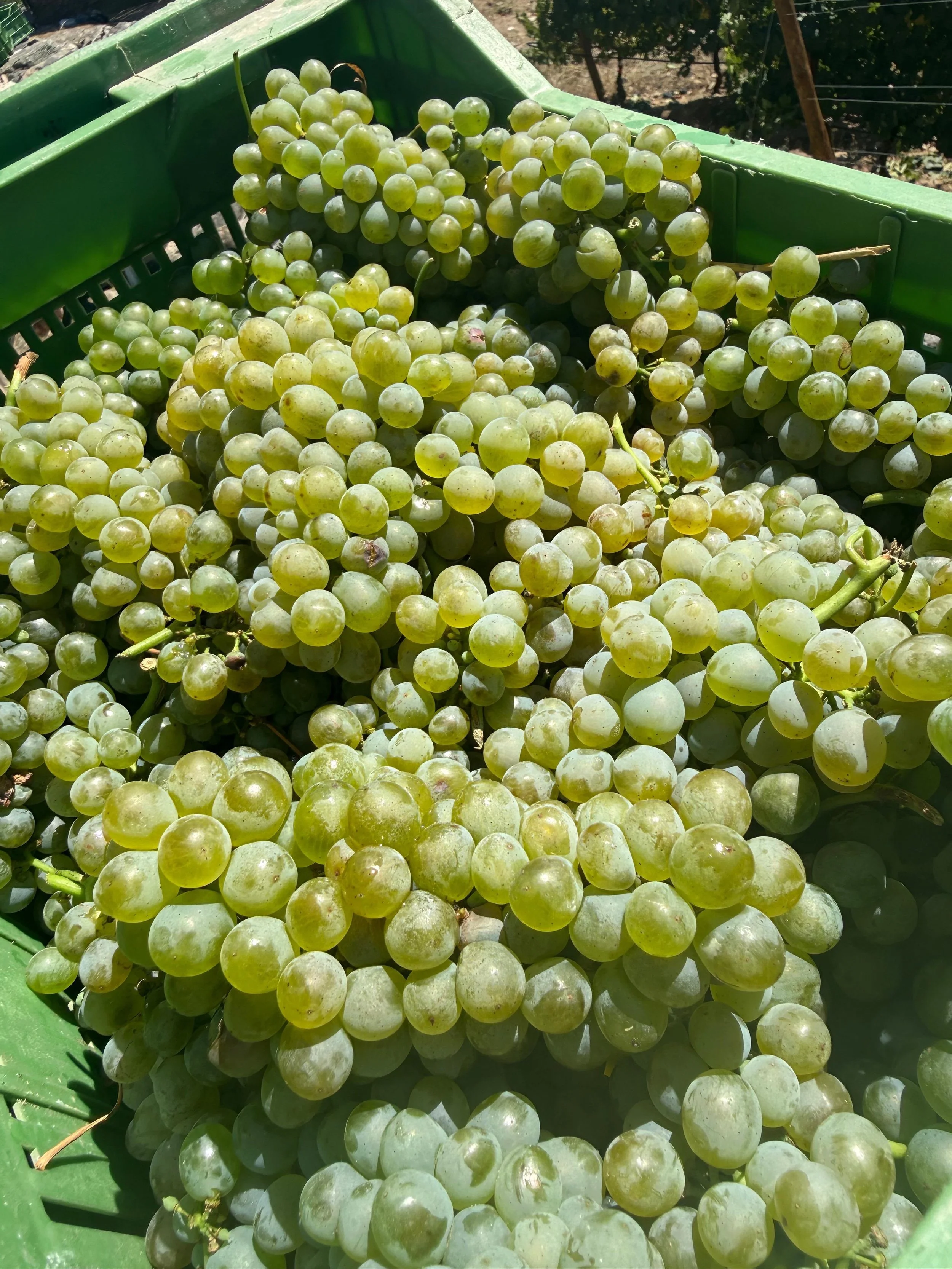 Godello - Bodegas Rafael Palacios