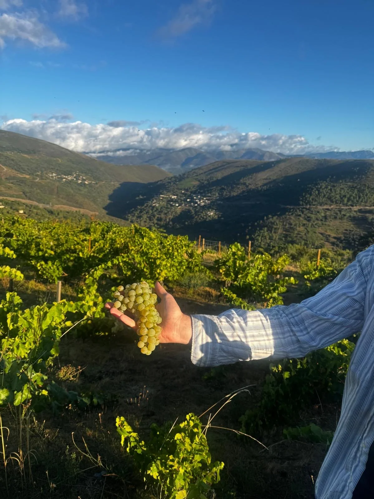 High-altitude grapes - Adega O Cabalín