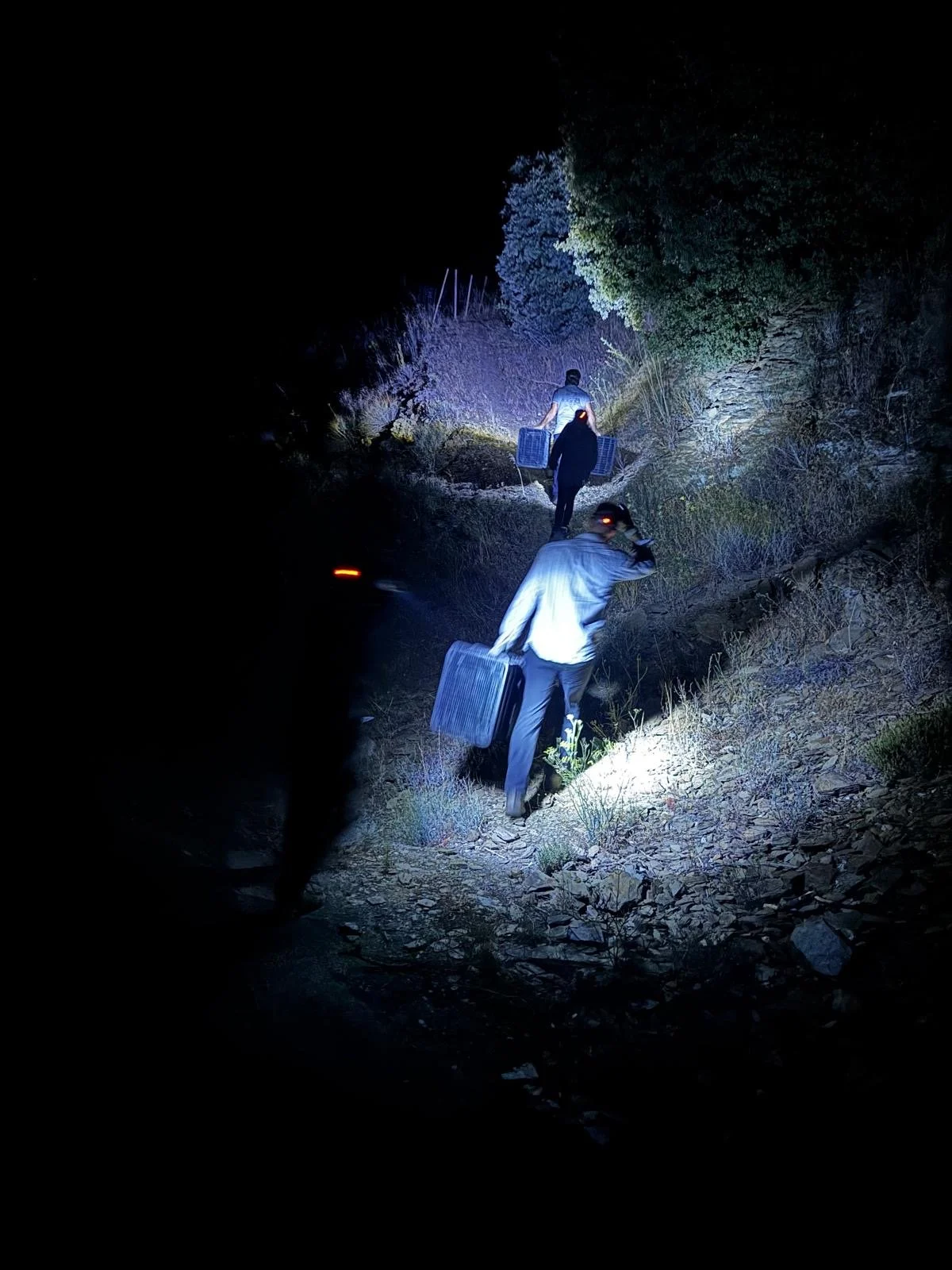 Nighttime harvesting - Adega O Cabalín