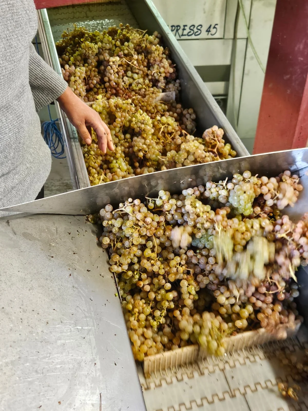 Harvest Report 2026 Part III - Rías Baixas