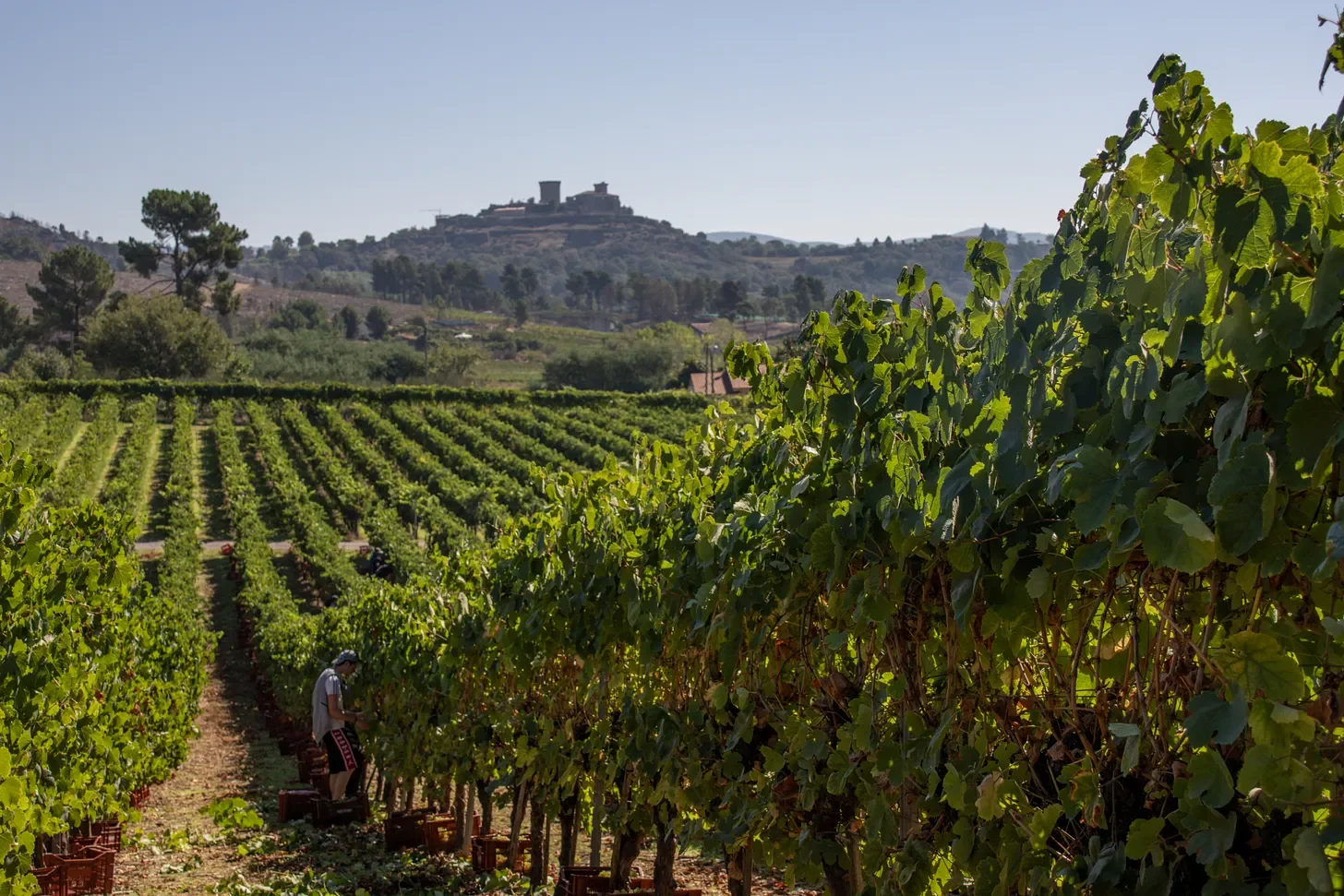 Harvest Report 2026 Part V: Monterrei