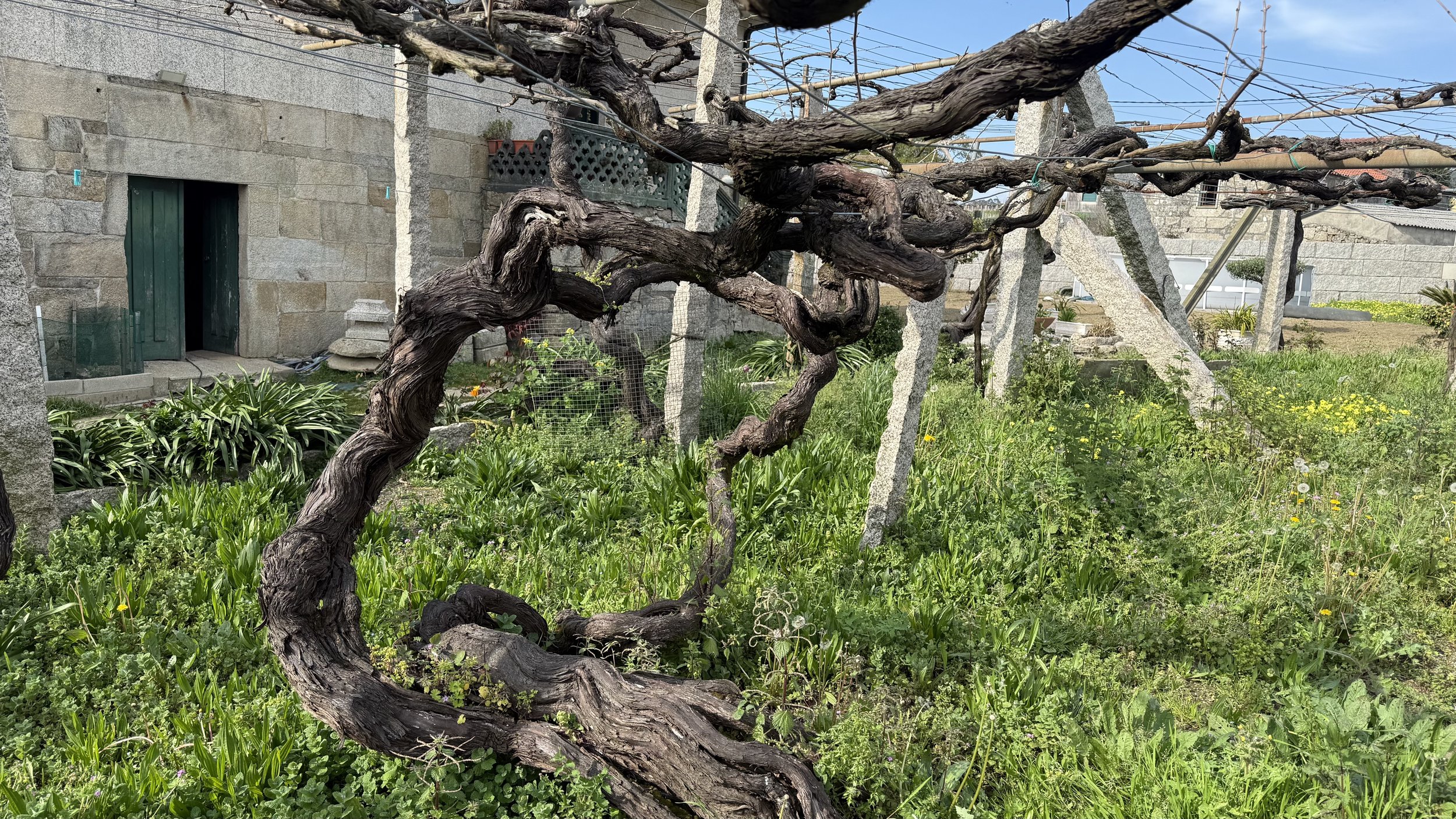 You Can’t Plant Old Vines
