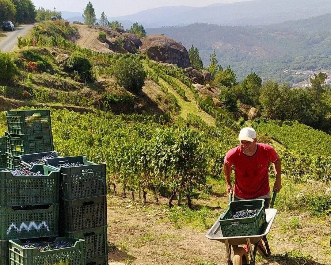 Harvest Report 2026, Part IV - Ribeiro