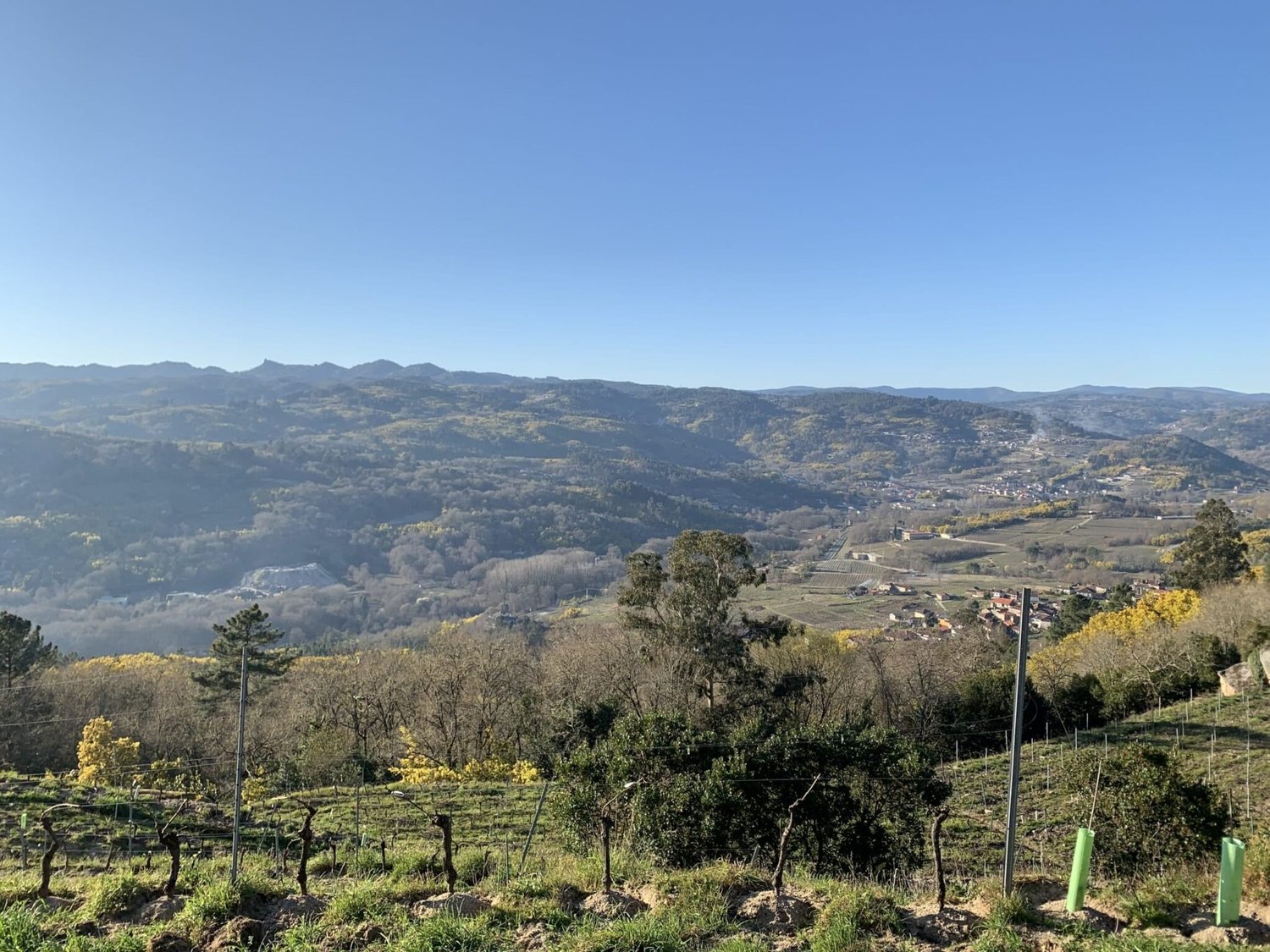 Ribeiro — The Wines of Galicia
