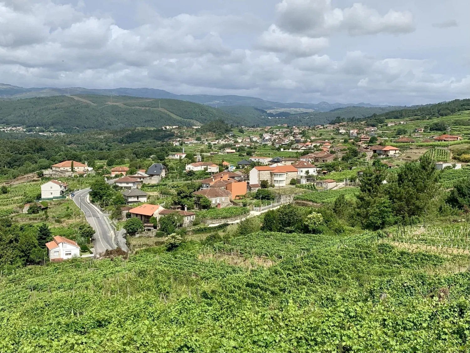 Ribeiro — The Wines of Galicia