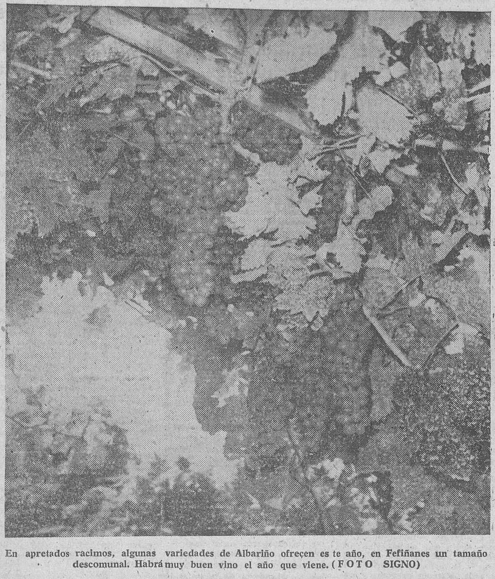Into the Albariño Archives