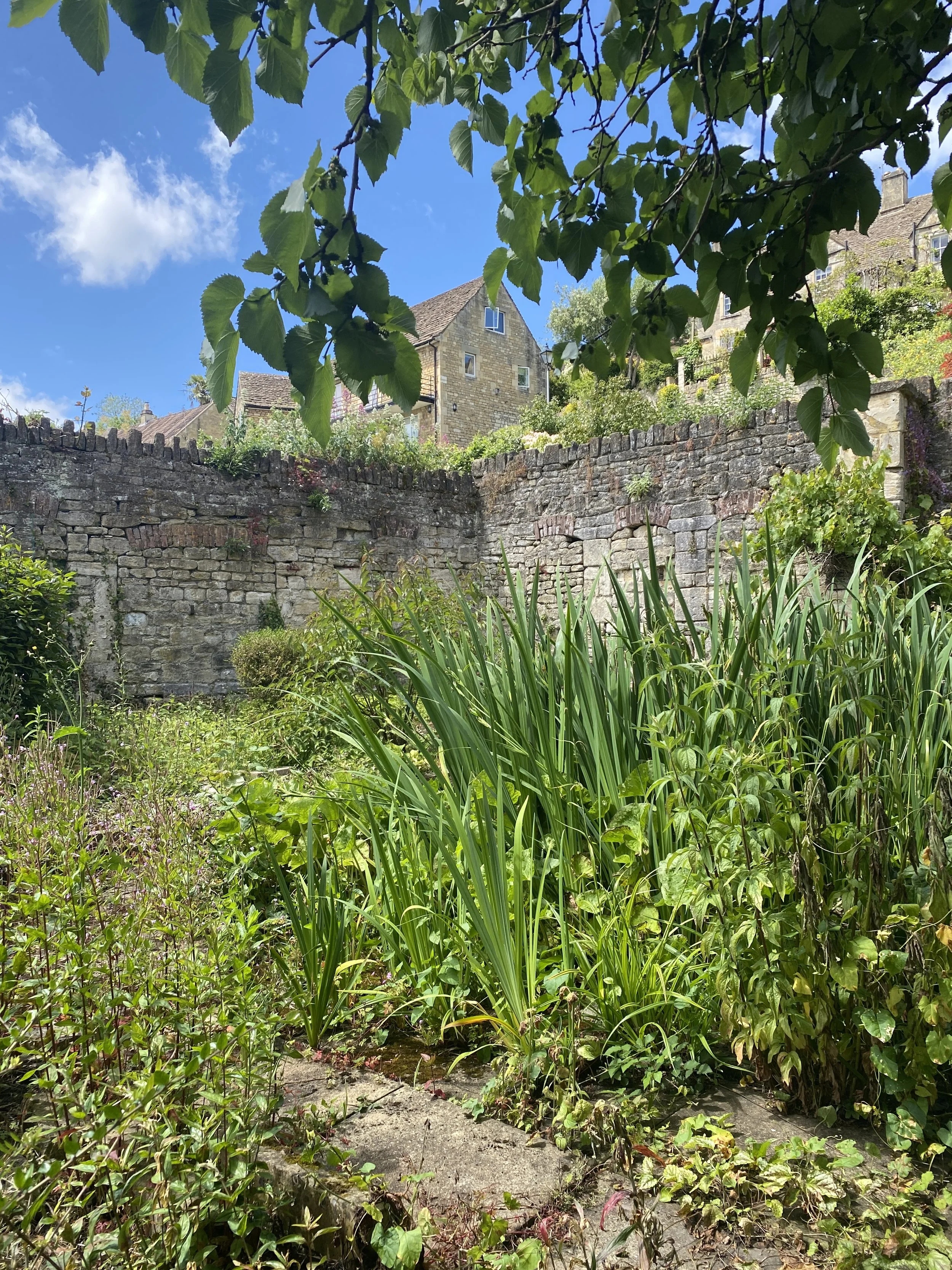 Pond June 24.JPG
