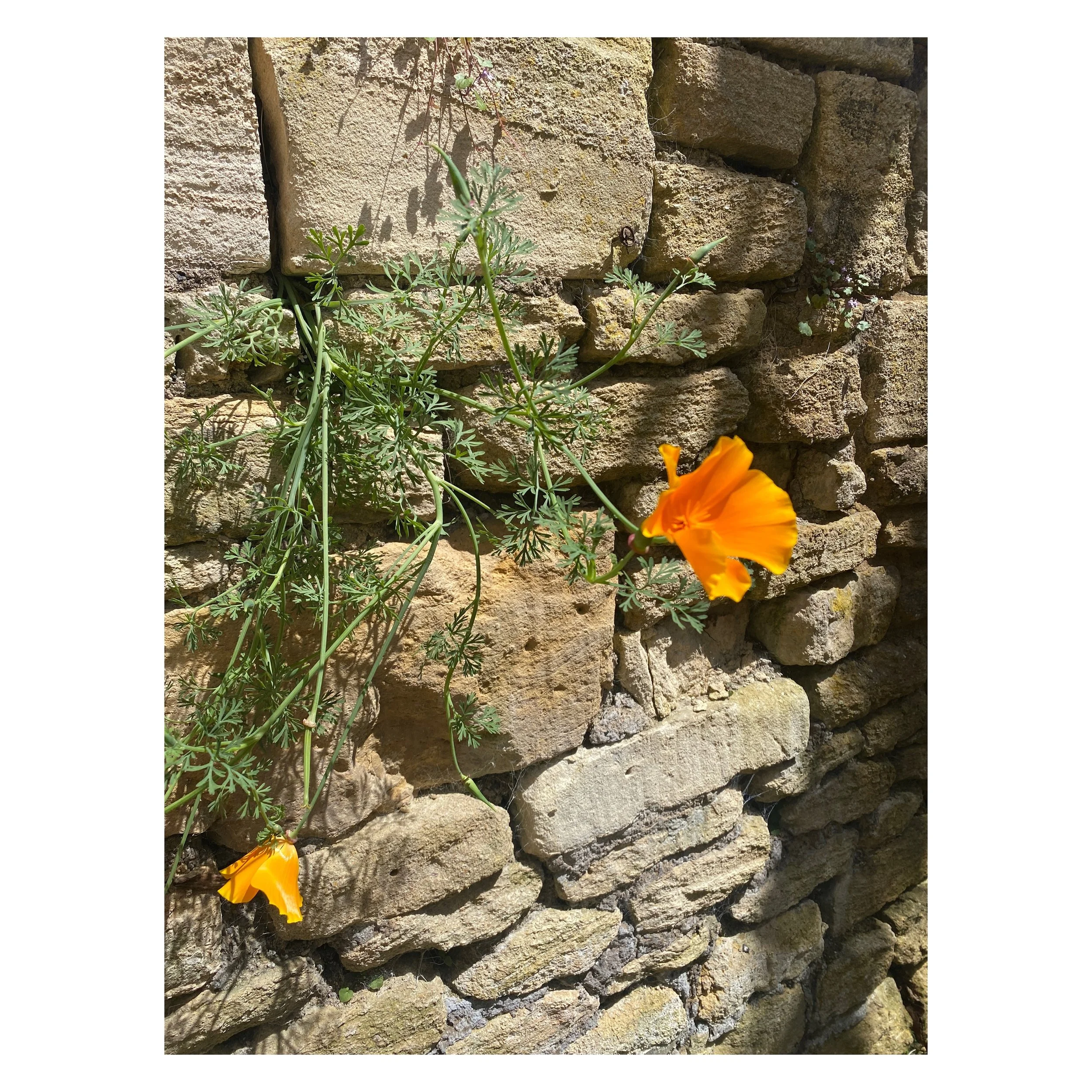 A glimpse of summer and poppies growing through cracks in the wall

#bradfordonavon #gardendesign #project #poppies