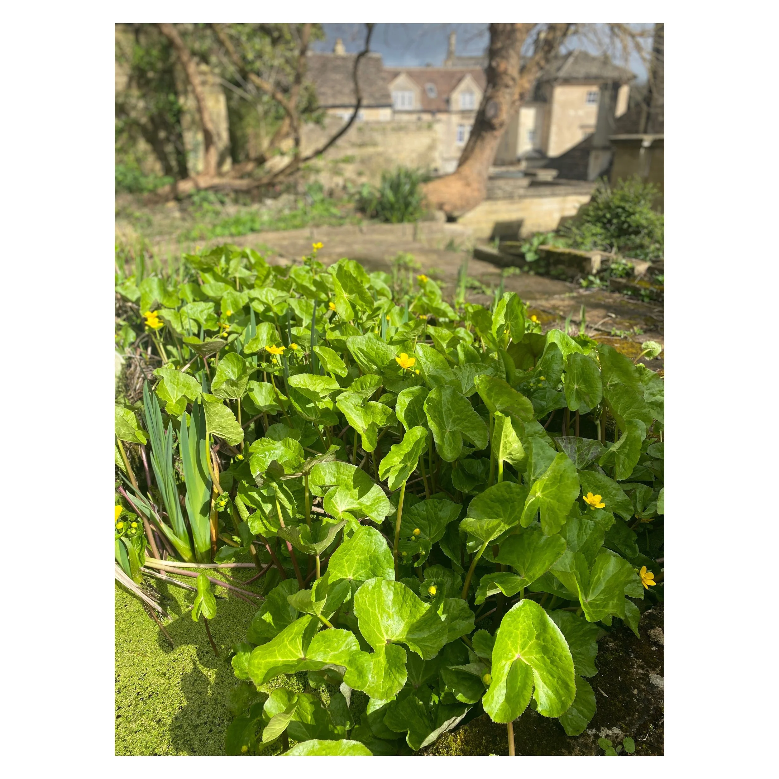 Signs of Spring in the garden. A month ago we cut back all the brambles and the pond lilies have just emerged. We&rsquo;re waiting on the design&hellip;

#bradfordonavon #garden