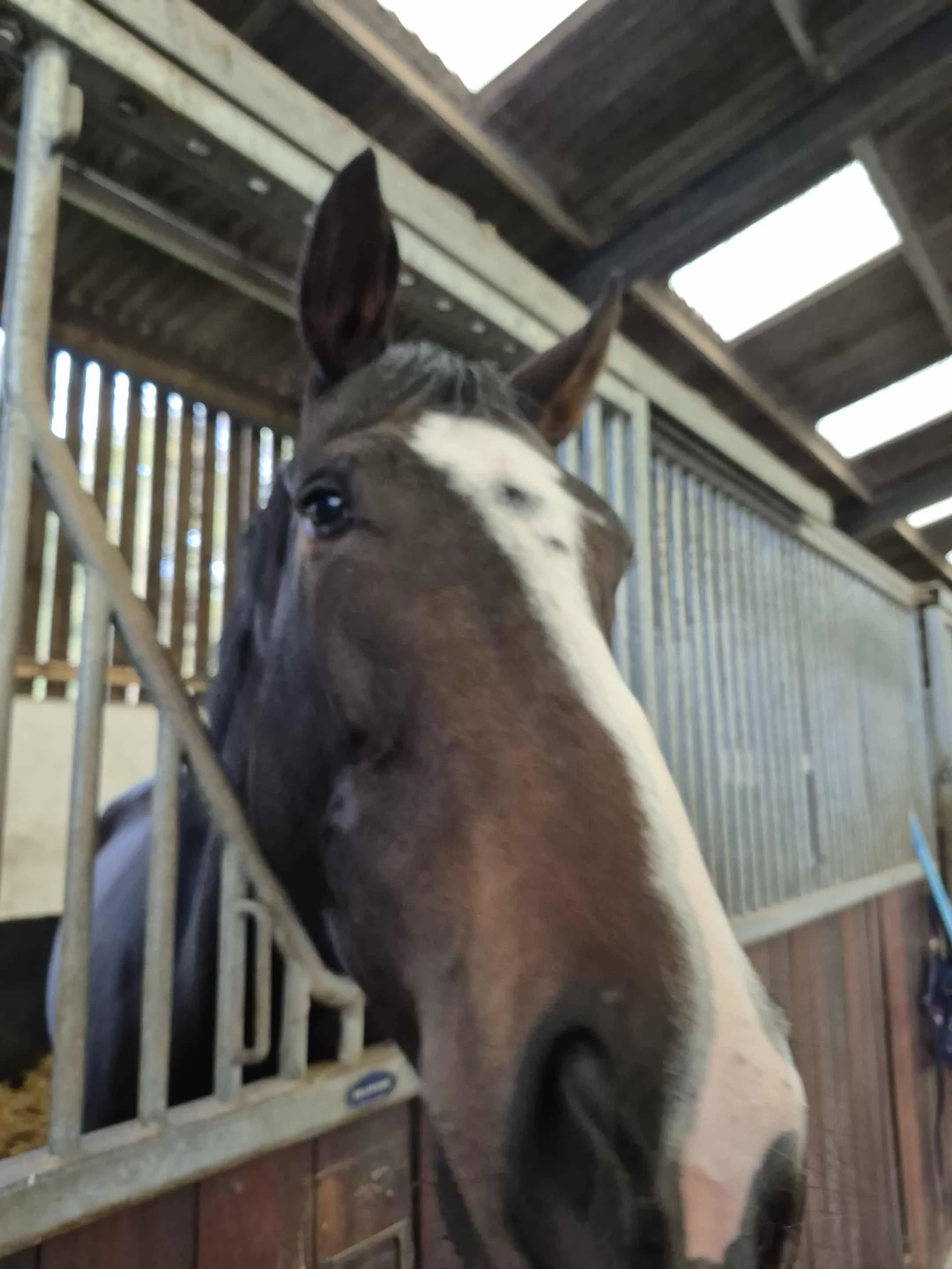 Close-up of a brown and white horse's face inside a stable, looking through the bars.