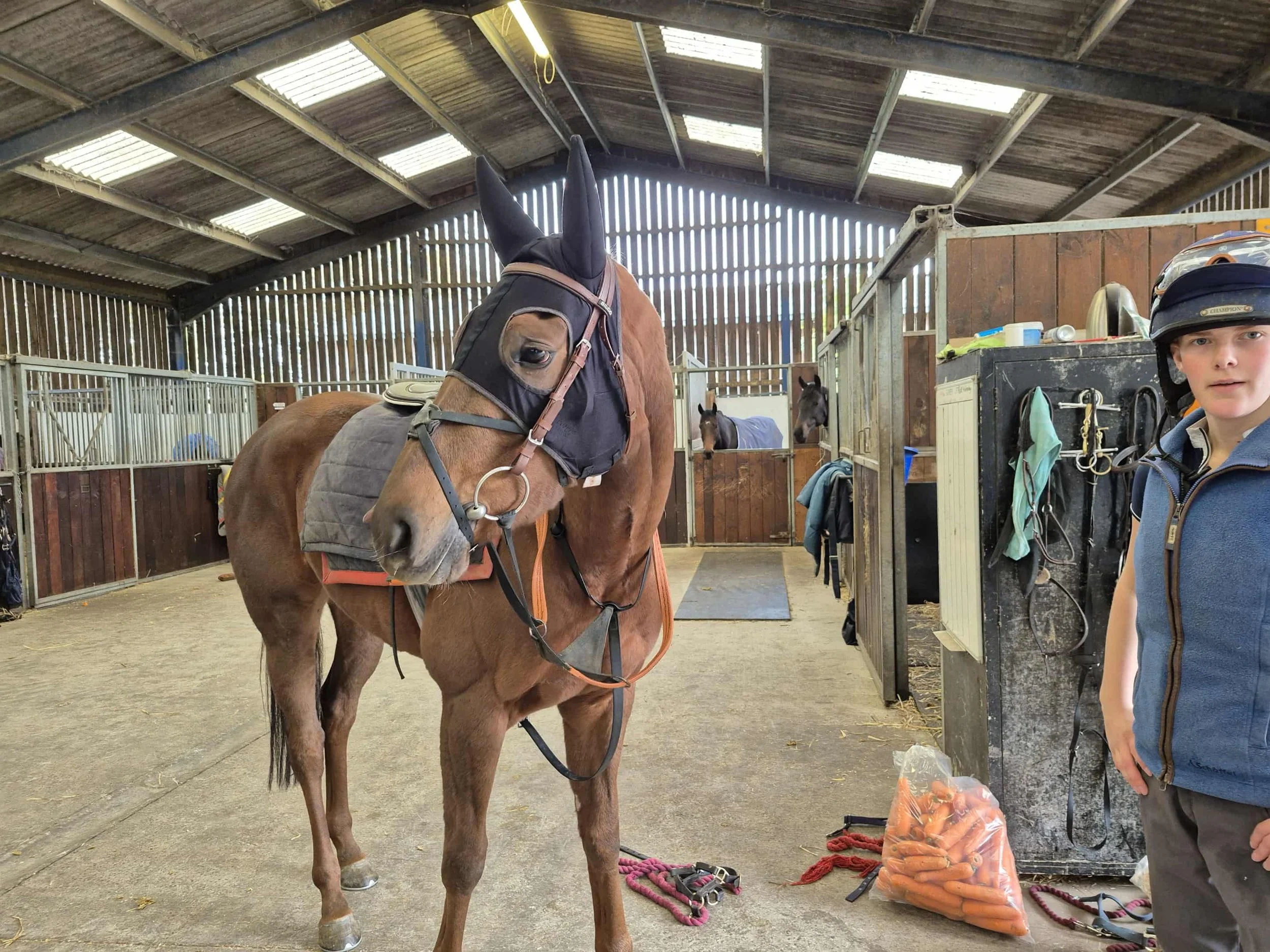 A young boy in riding gear standing next to a brown horse with a black ear cover inside a horse stable.