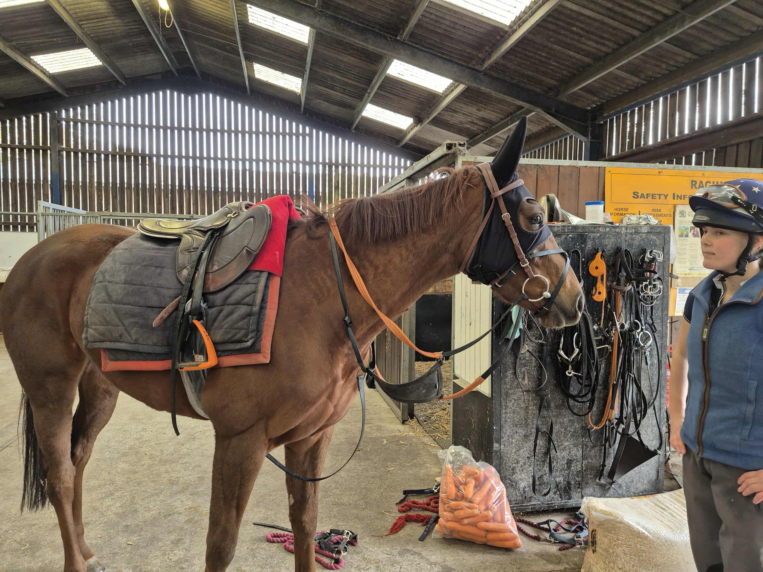 A brown horse wearing a black blindfold and saddle, standing inside a stable. A person in riding gear stands nearby, looking at the horse. The stable has a wall with hanging horse bridles and a yellow safety information sign.