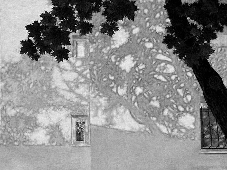 Co urośnie w cieniu wysokiego drzewa?