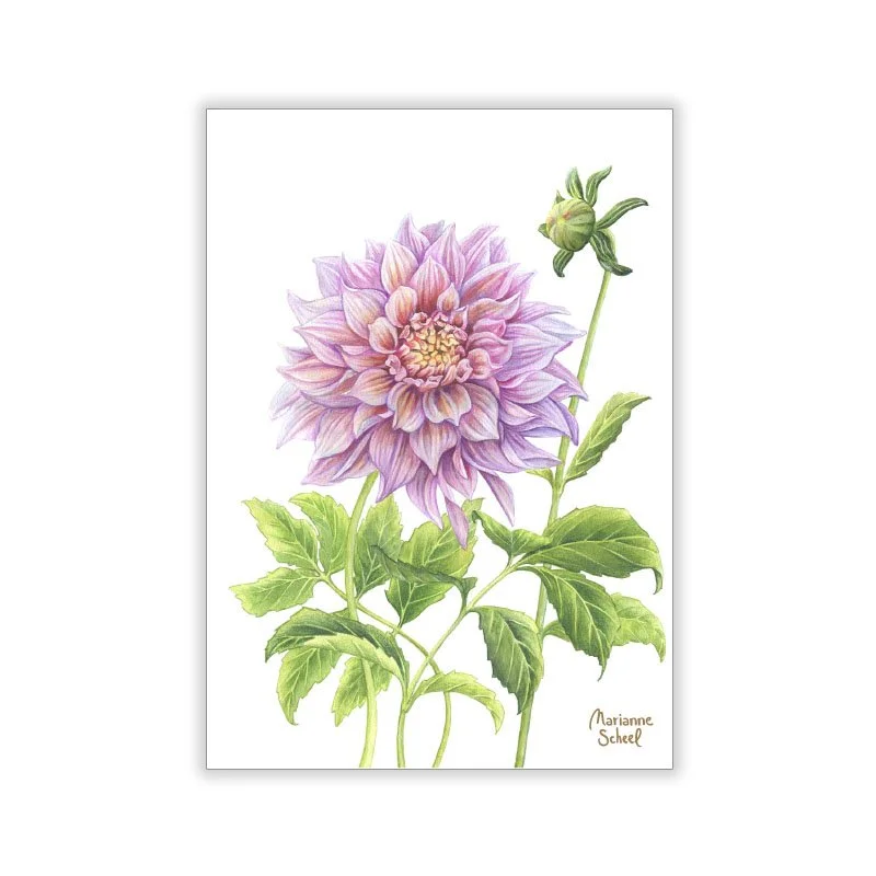 A7-Dahlia-hvid-BG.jpg