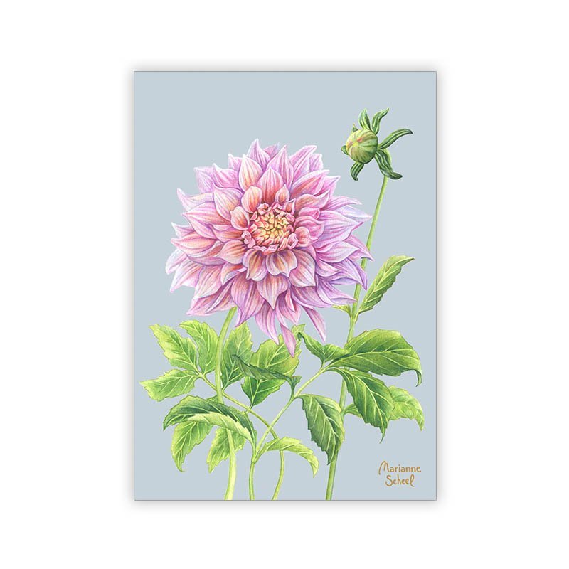 A7 Dahlia - Lyseblå BG