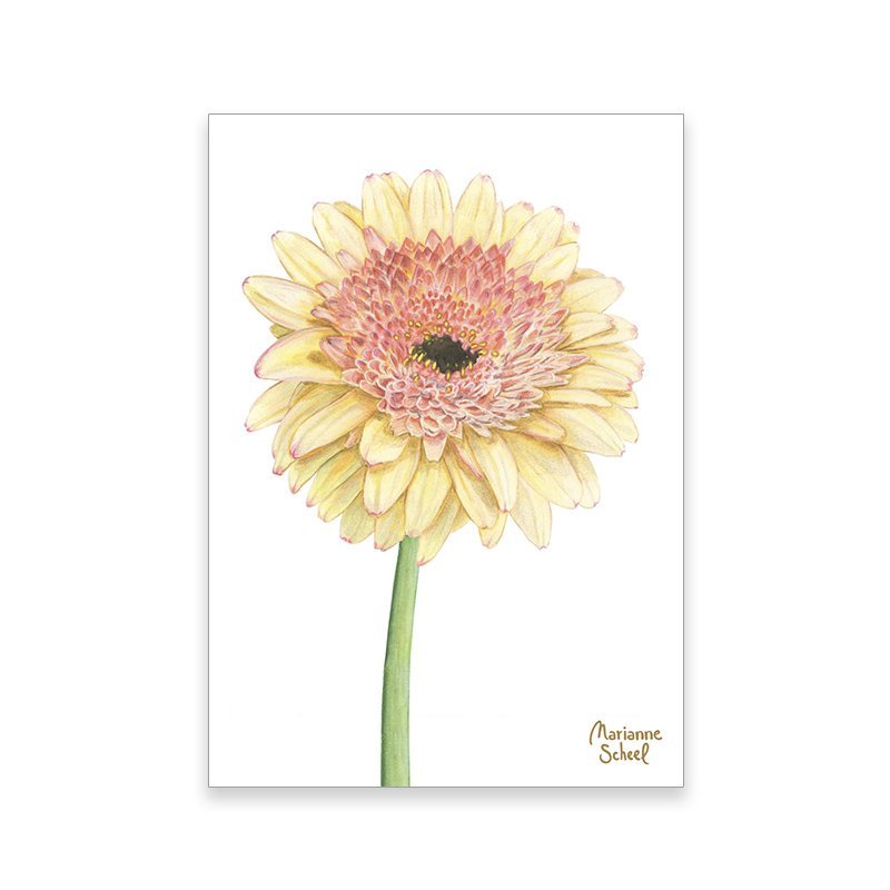 minikort+SF+gerbera+white+BG.jpeg