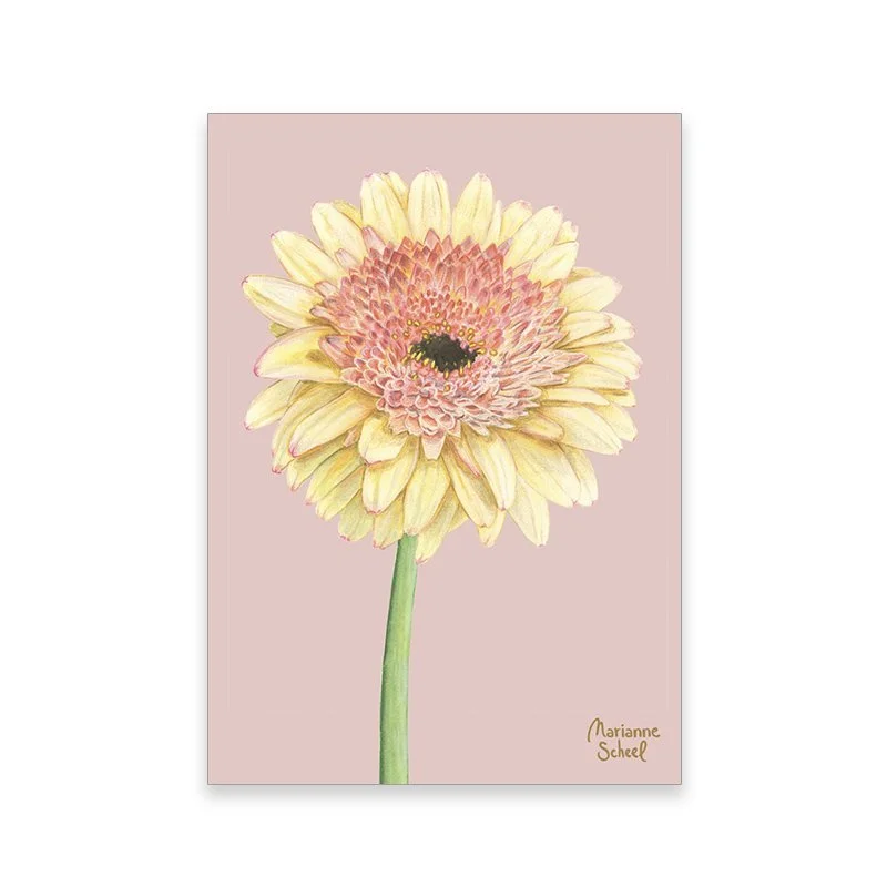 minikort+SF+gerbera+pink+BG.jpeg