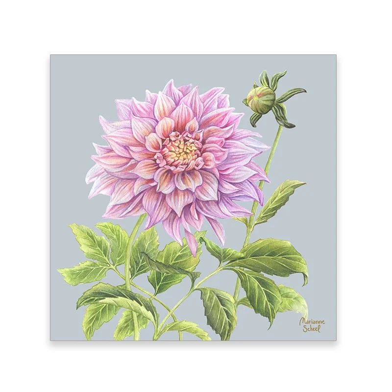takkekort+dahlia+blå.jpg