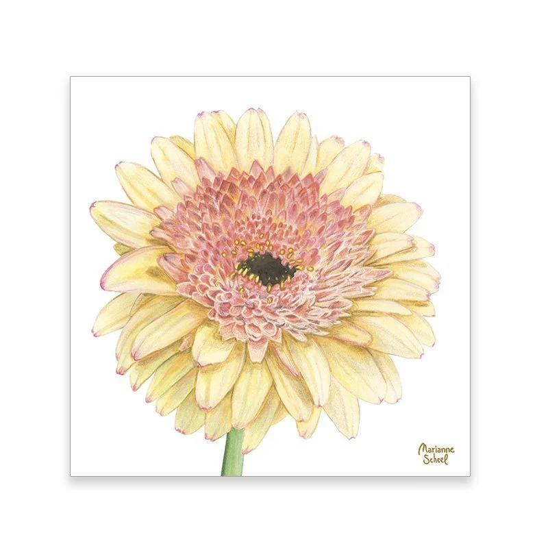 takkekort+gerbera+hvid.jpg