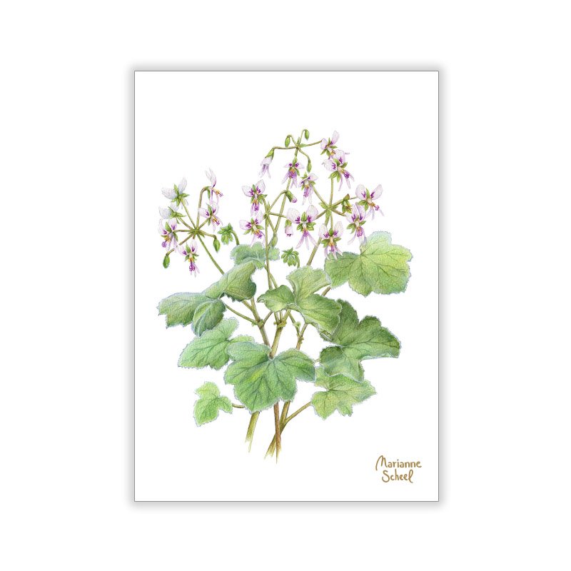 Vinterkort A7 - Mynte Geranium - Hvid BG.jpg