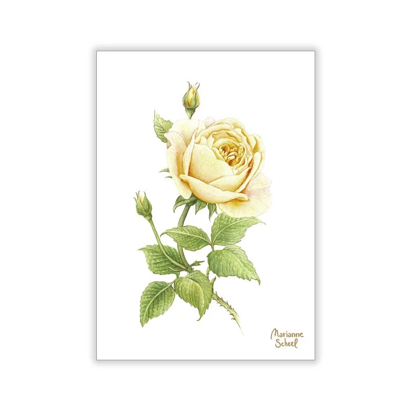 Vinterkort A7 - Gul rose - Hvid BG.jpg