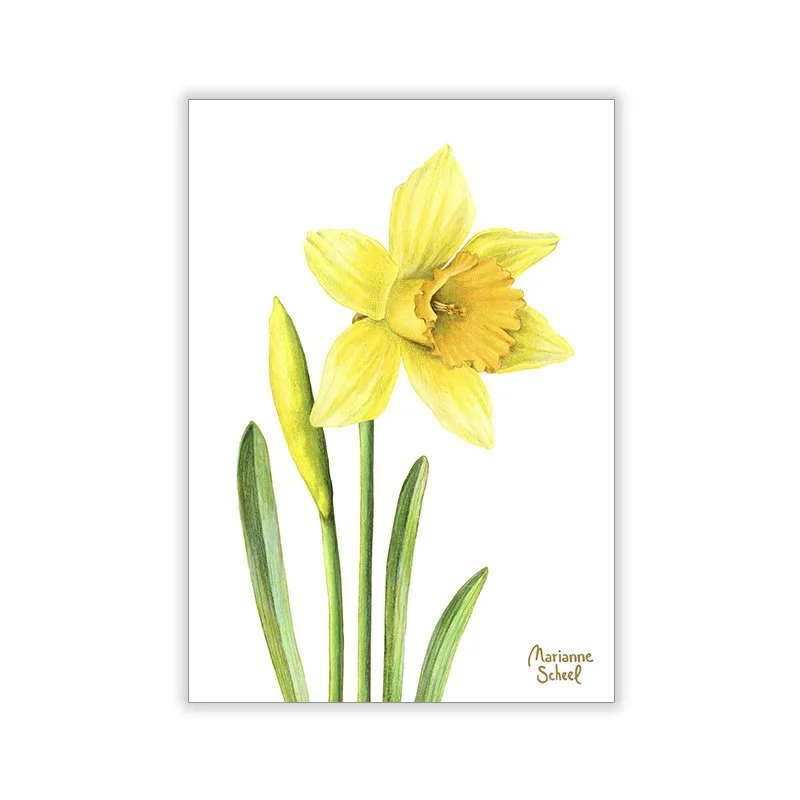 Påskelilje-A7-blomsterkort-forside-Marianne-Scheel.jpg
