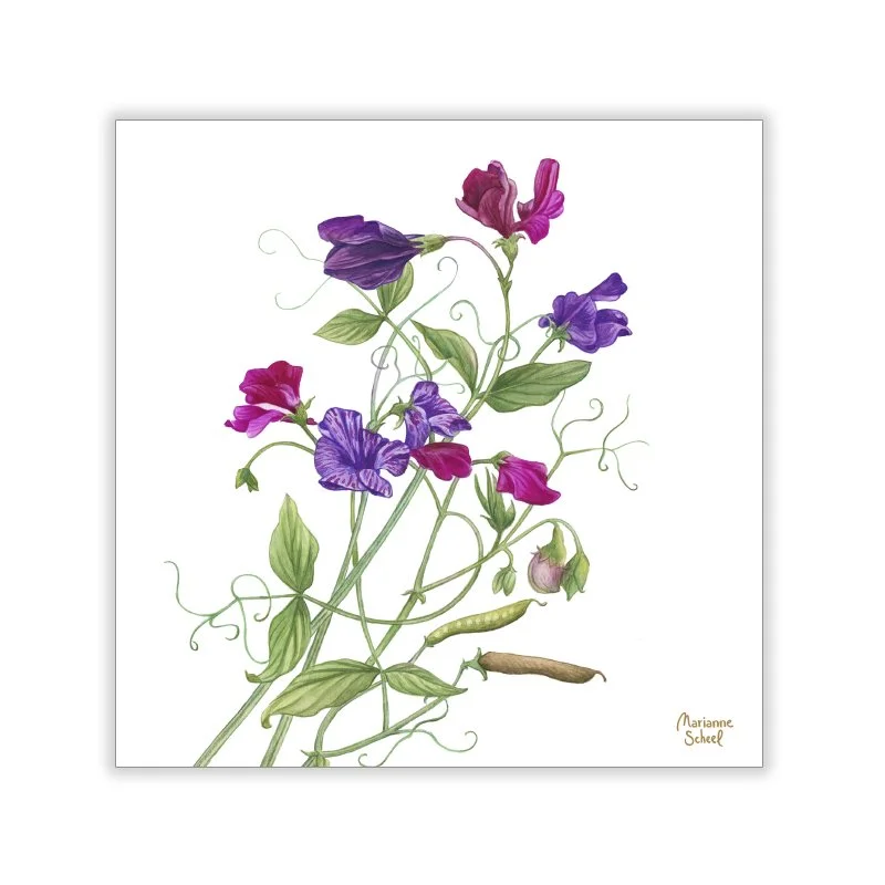  Kvadratiske-store-kort-ærteblomster-Marianne-Scheel.jpg