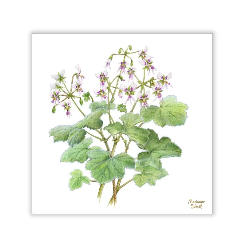 takkekortkort-Kvadratiske-mynte-geranium-hvid-bg.jpg