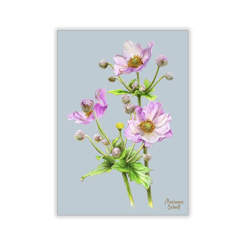 A7-Høst-Anemone-blå-BG.jpg