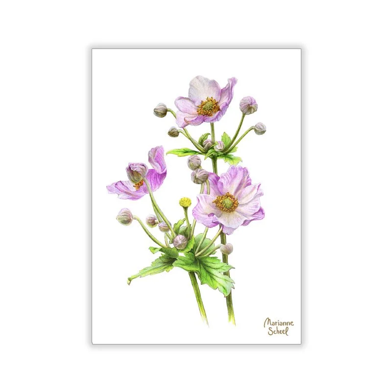 A7-Høst-Anemone-hvid-BG.jpg