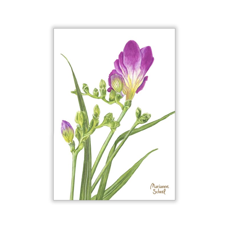A7-Fresia-blomst-bagside.jpg