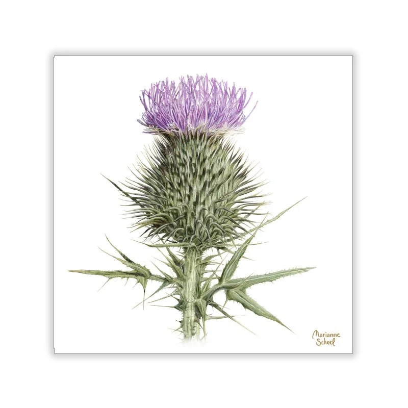 takkekortkort-Kvadratiske-Tidsel-i-blomst-hvid-bg.jpg
