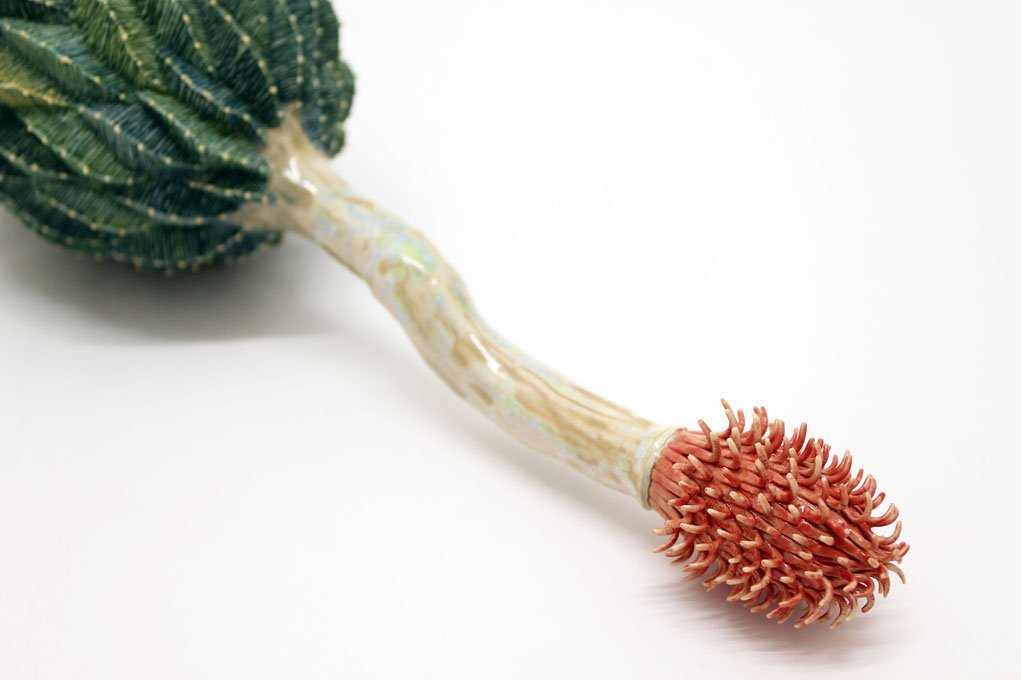 Cactus curieux