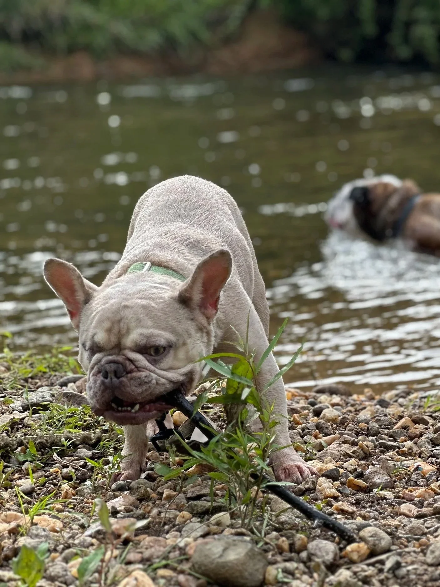 A French bulldog puppy on a rocky riverside, chewing on a leash with another dog swimming in the water in the background.
