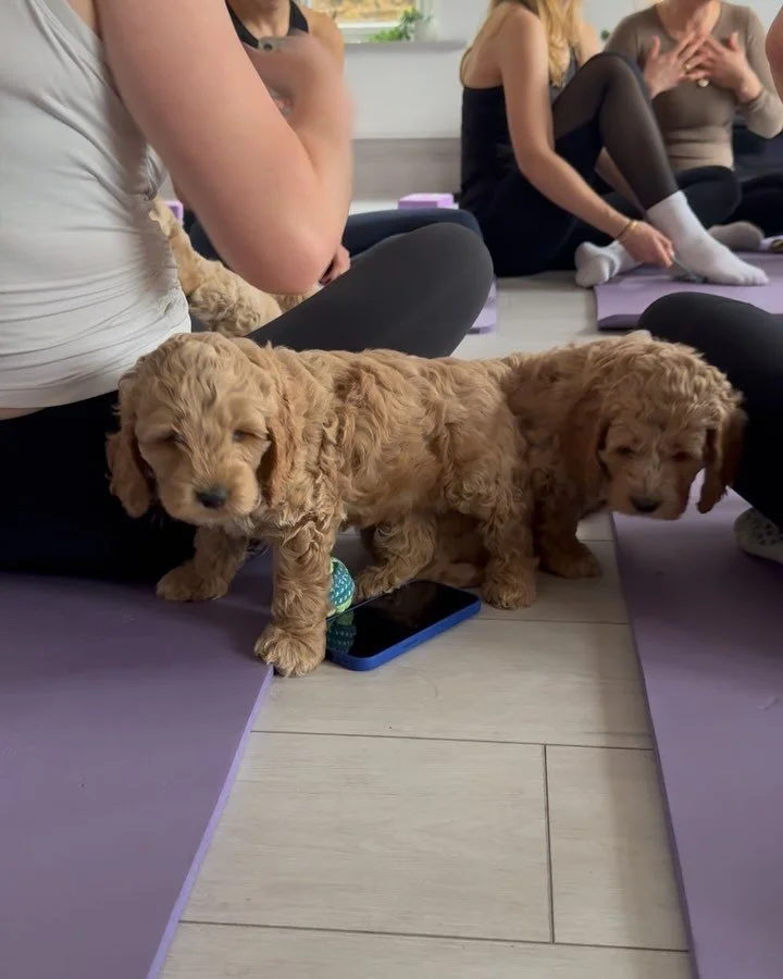 Puppy Yoga & Puppy Therapy ~ London