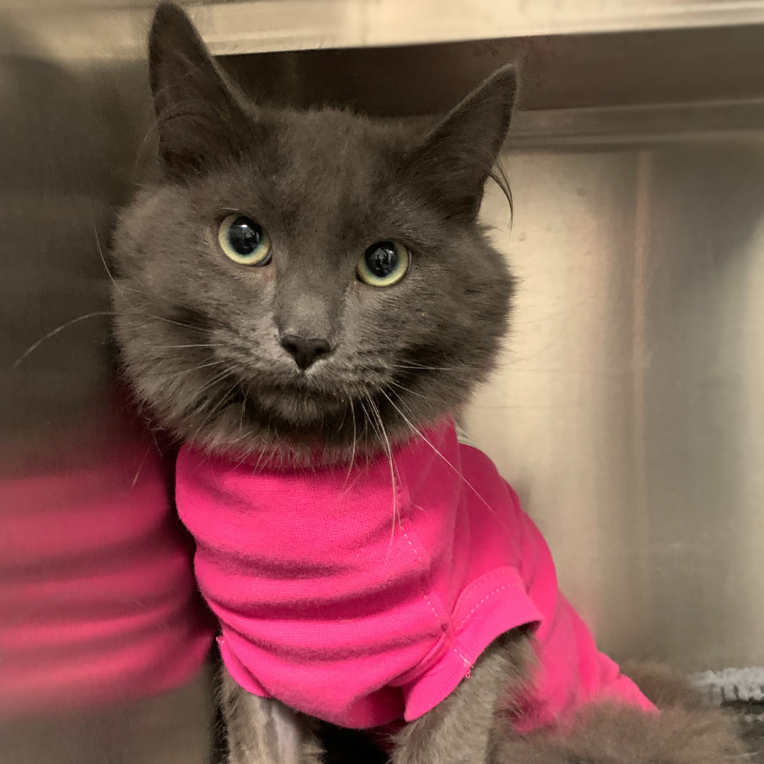 Gretchen***PENDING***