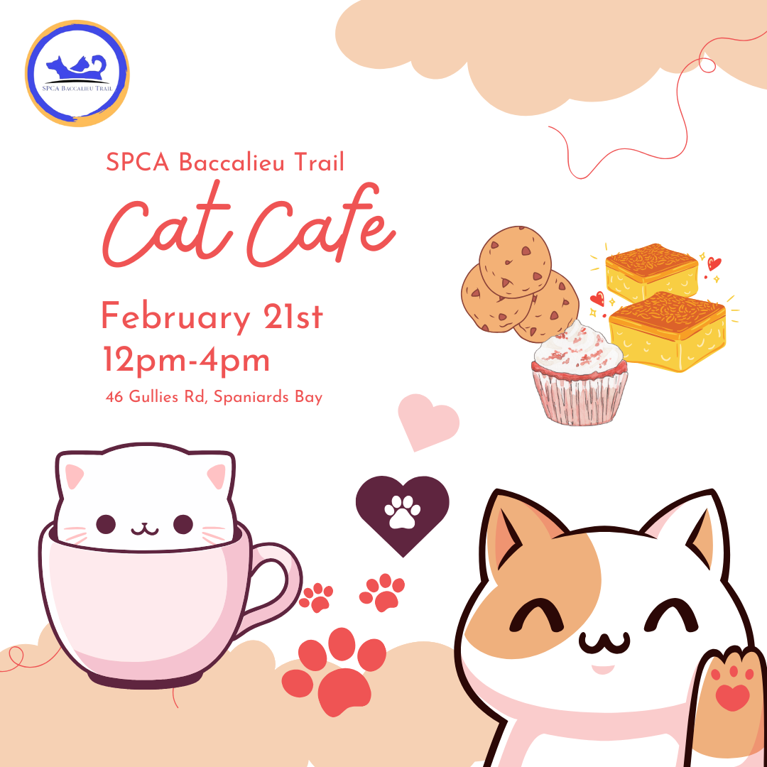 SPCA Baccalieu Trail Cat Café