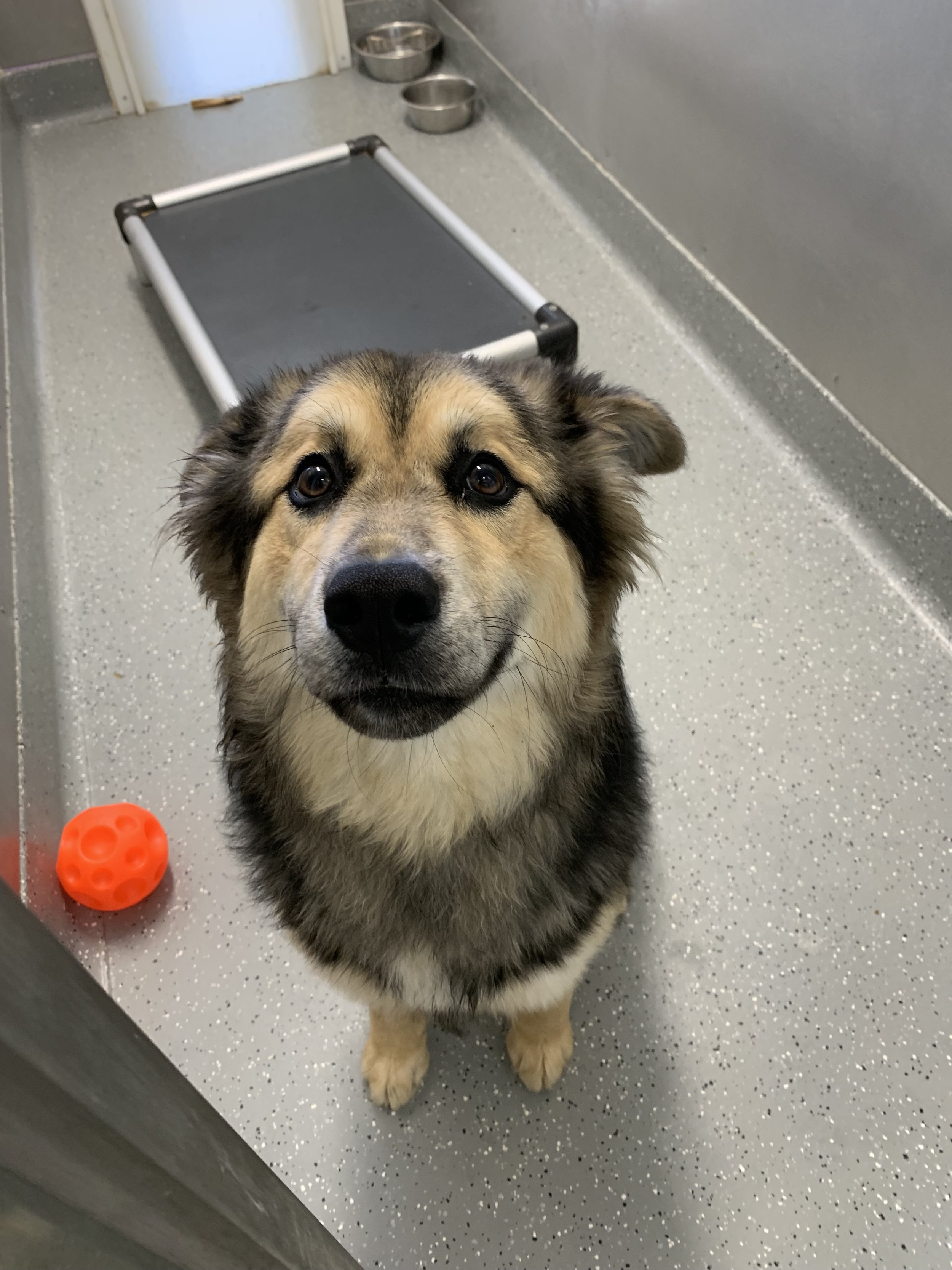 Piper