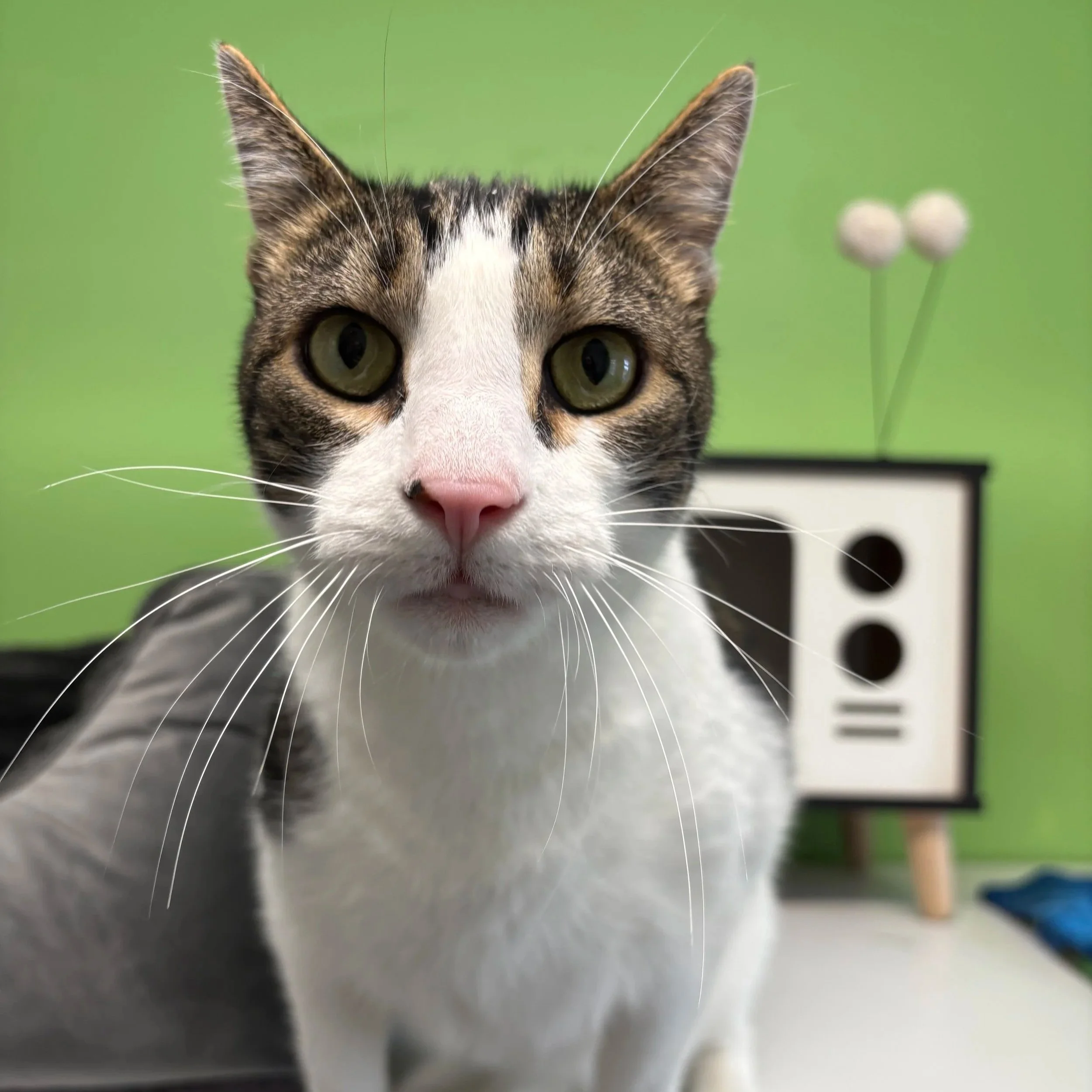 Simon