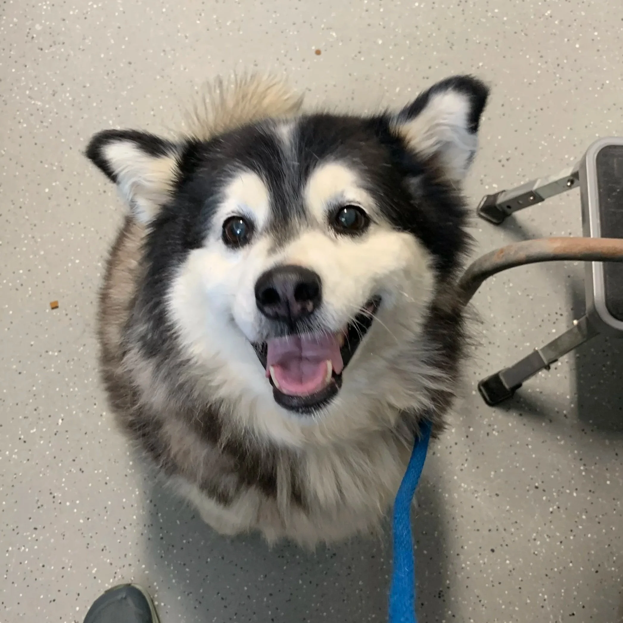 Nala
